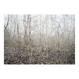 Lost in the birch forest (Print Only) thumbnail