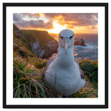 Albatross Bird On Grassy Cliff At Sunset thumbnail