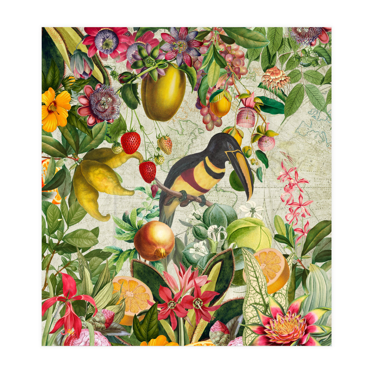 Toucan vintage jungle  (Print Only)