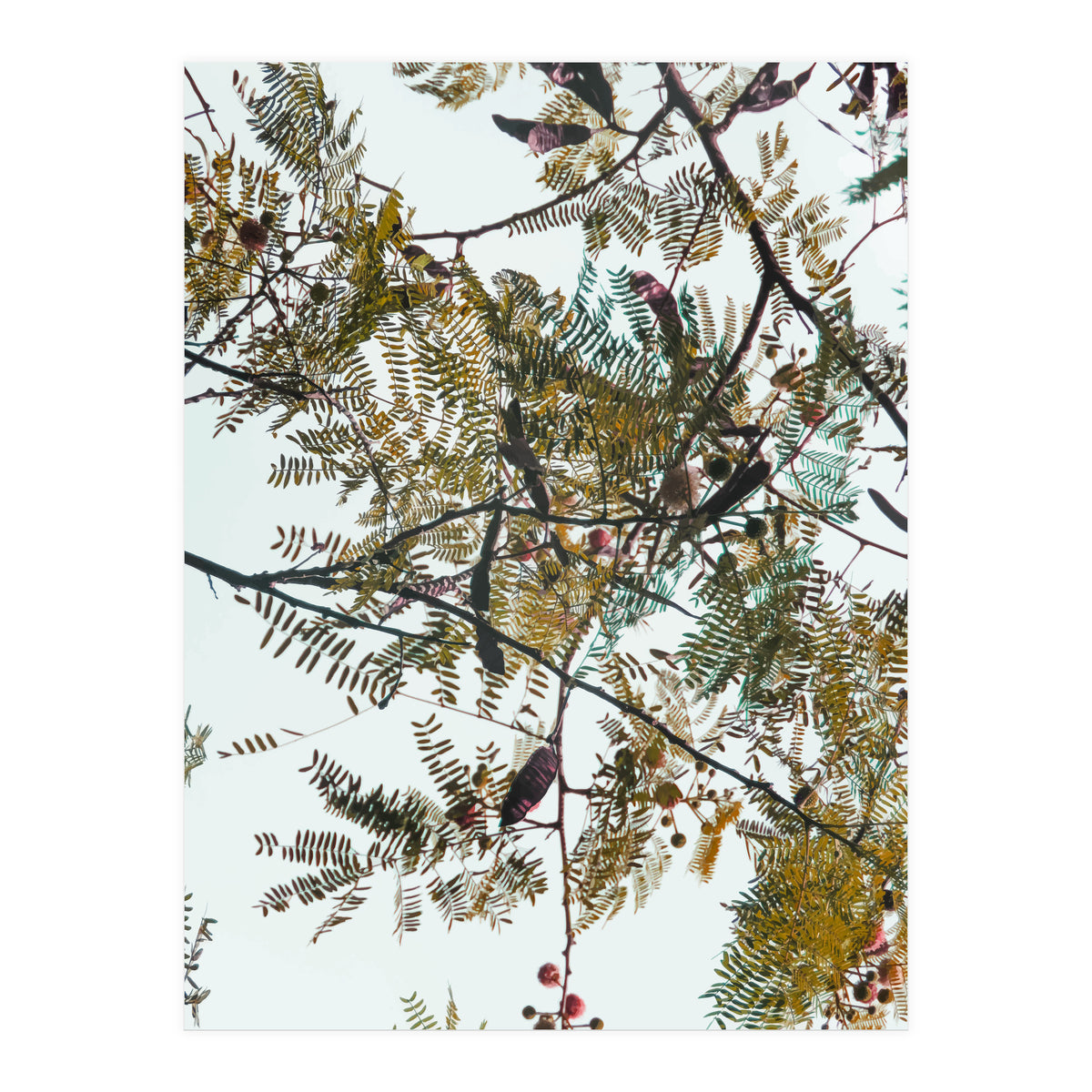 Patterns In Nature (Print Only)