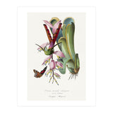 Paul Gervais – Hummingbird Painting (1842) (Print Only) thumbnail