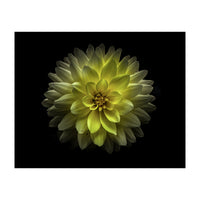 Backyard Flowers No 128 Color Version (Print Only)