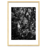 Tree From Below Black Silhouette thumbnail