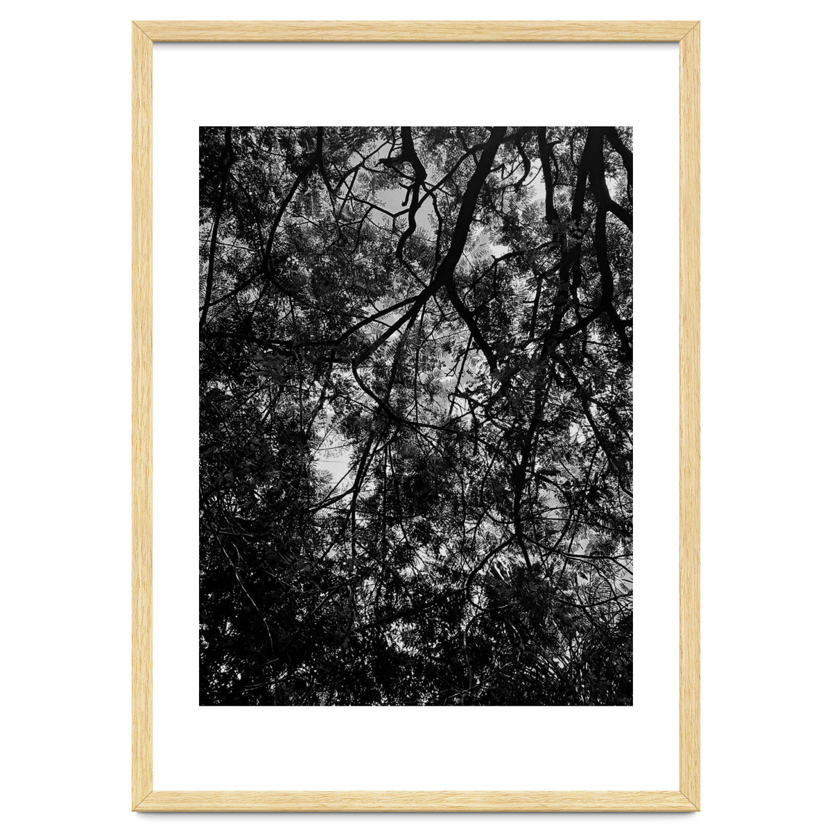 Tree From Below Black Silhouette