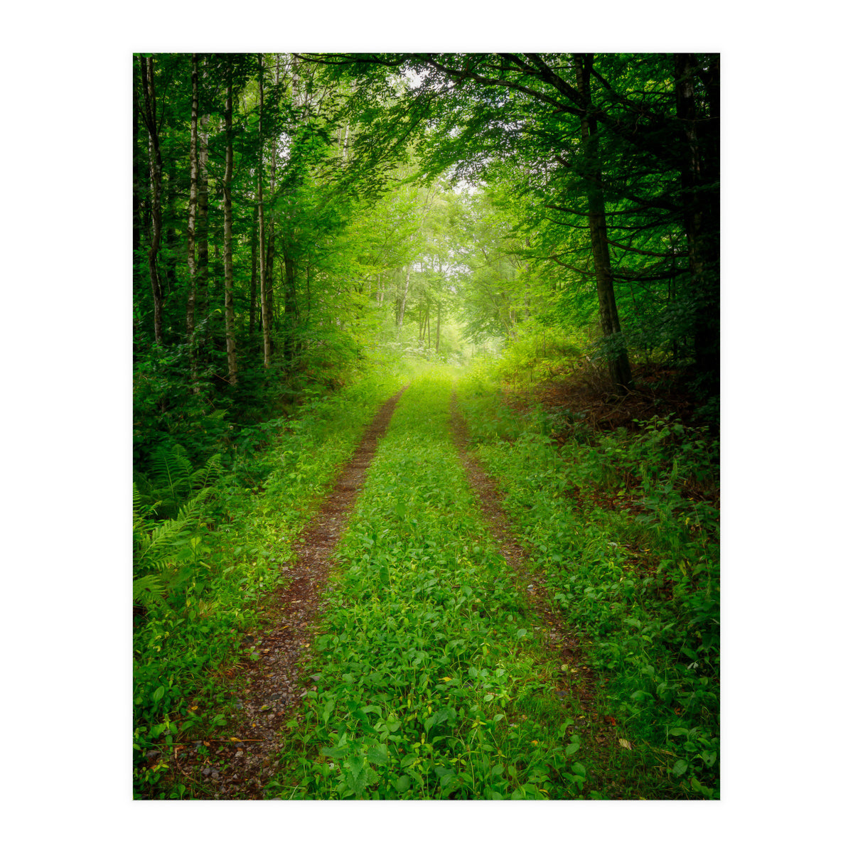 Green Forest Trail (Print Only)