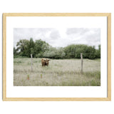 Cow in the farm thumbnail