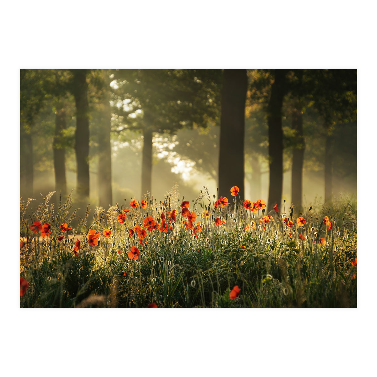 The poppy forest (Print Only)
