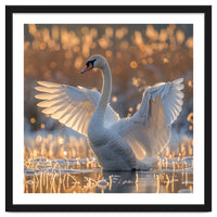 Swan Spreading Wings In Water Sunlight