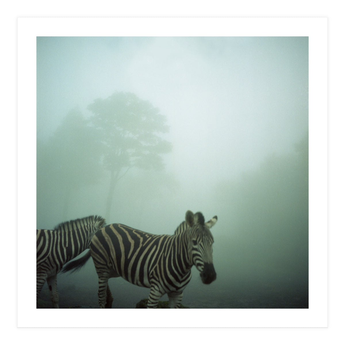 Silence of breath - 16 (Print Only)