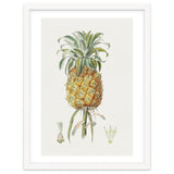 Pineapple (Hand Drawn Botanical Illustration) thumbnail