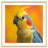 Close Up Cockatiel Parrot With Yellow Crest thumbnail