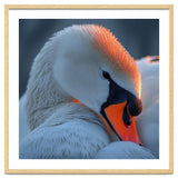 Close Up Of A White Swan With Water Droplets thumbnail