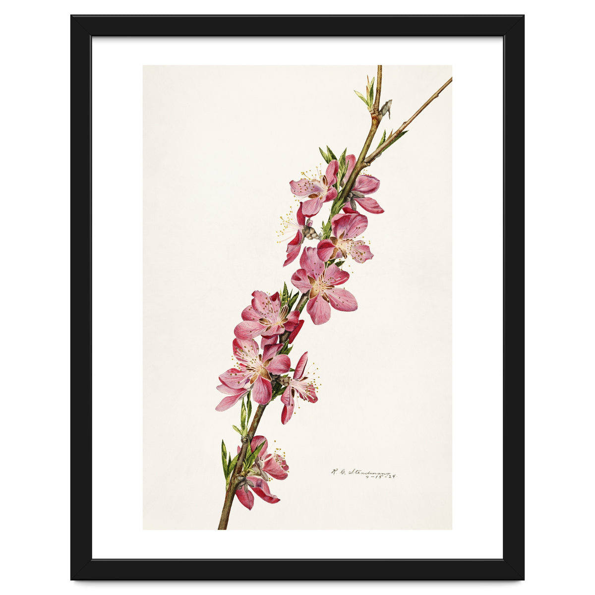 Royal Charles Steadman – Peach (Prunus persica) (1924)