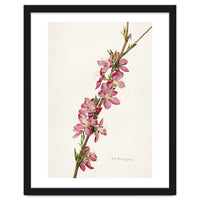 Royal Charles Steadman – Peach (Prunus persica) (1924)