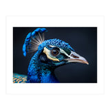Close Up Of A Peacock Head Blue Feather (Print Only) thumbnail