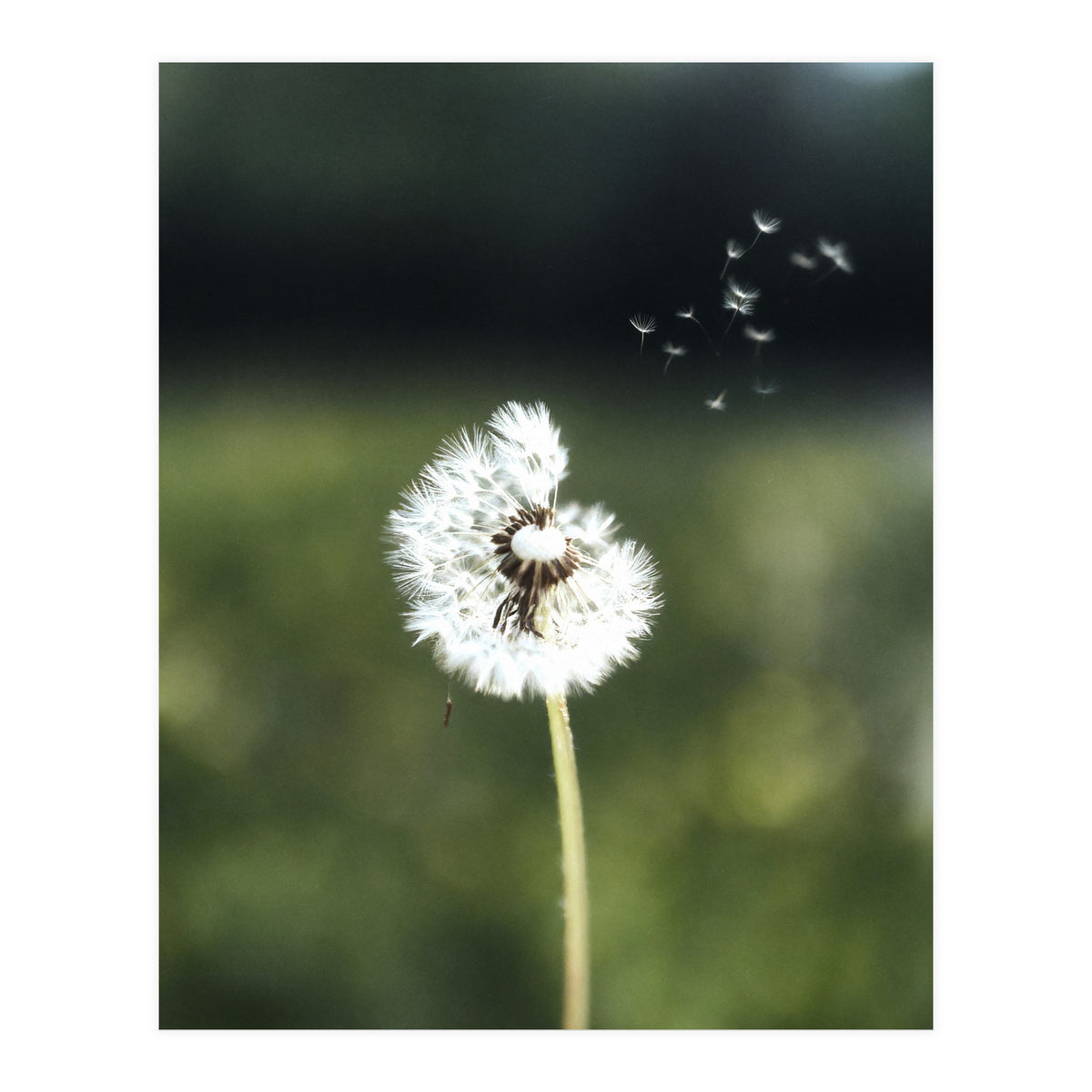 Dandelion Wish Photography (Print Only)