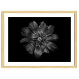 Backyard Flowers In Black And White 22 thumbnail