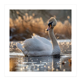Majestic Swan On Calm Water During Sunset Nature Scene (Print Only) thumbnail