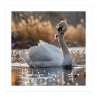 Majestic Swan On Calm Water During Sunset Nature Scene (Print Only)