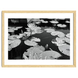 Lotus Pond | Black & White Landscape thumbnail