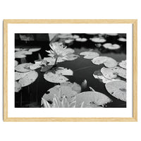 Lotus Pond | Black & White Landscape