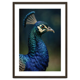 Peacock Portrait Photography thumbnail