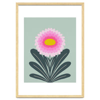 Chrysanthemum - turquoise and pink