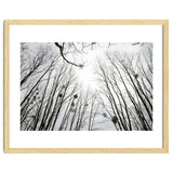 Bare trees in the winter sky thumbnail