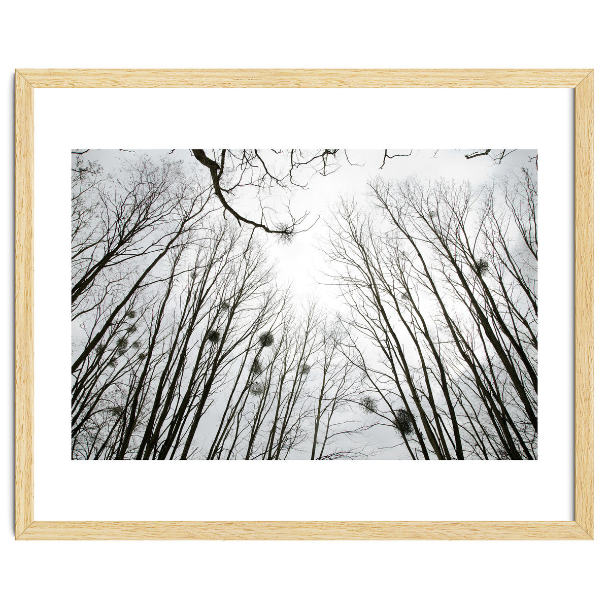 Bare trees in the winter sky