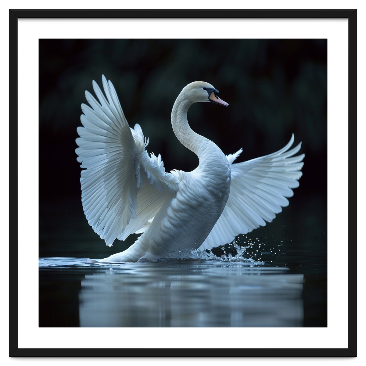 Majestic White Swan Spreading Wings On Water