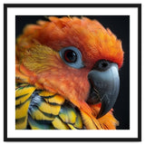 Close Up Of A Sun Conure Parrot's Head thumbnail