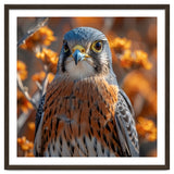 Close Up Of A Kestrel Bird Of Prey thumbnail