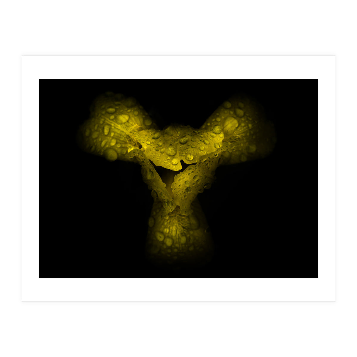 Backyard Flowers No 70 Color Version (Print Only)