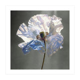 Shirley Poppy | Morning Silk (Print Only) thumbnail
