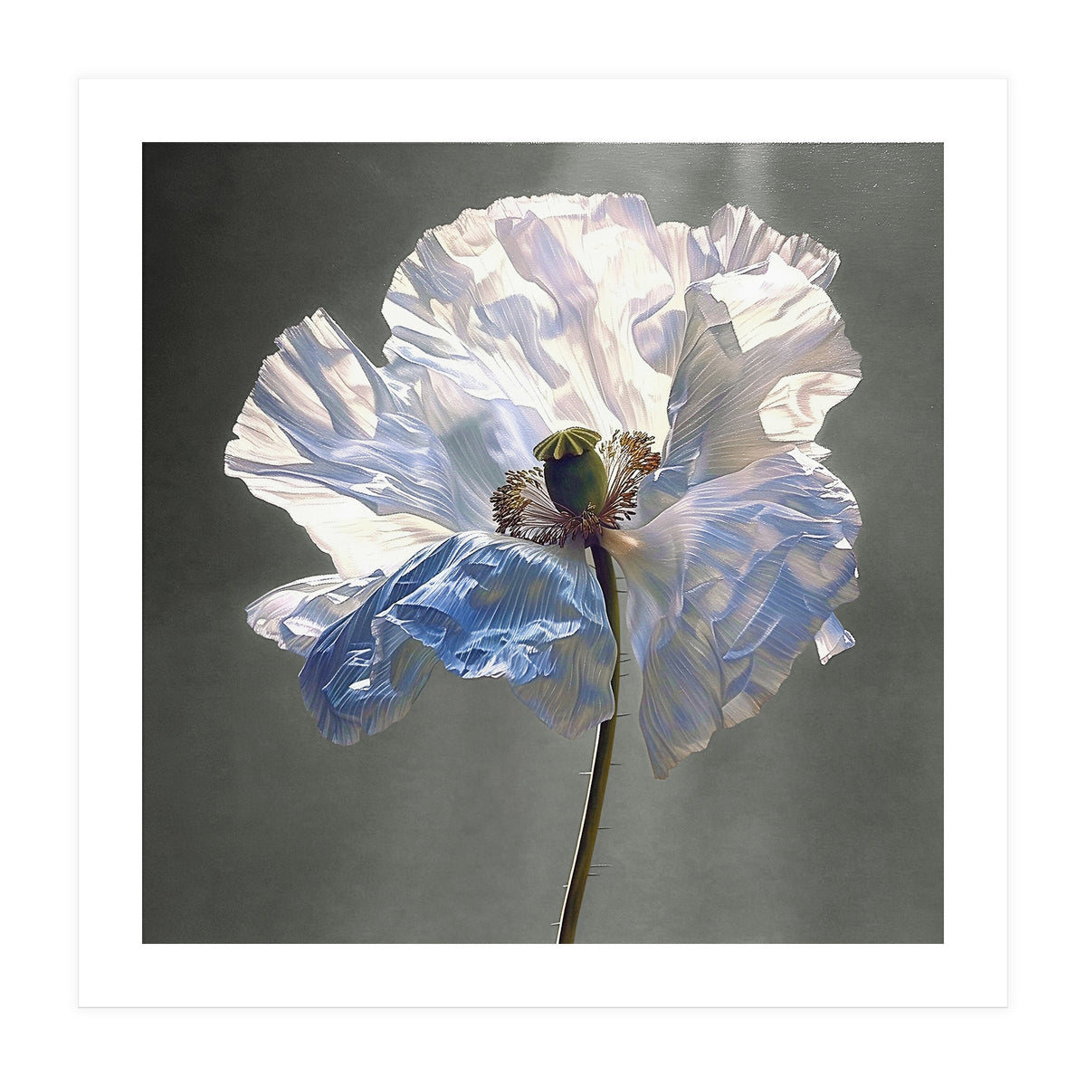 Shirley Poppy | Morning Silk (Print Only)
