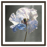 Shirley Poppy | Morning Silk thumbnail