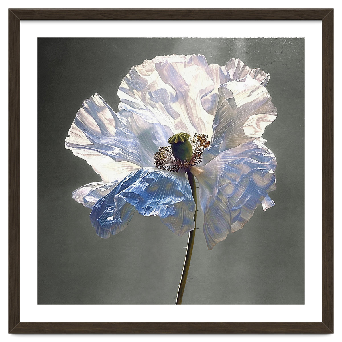 Shirley Poppy | Morning Silk