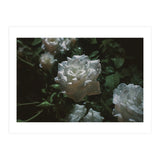 Dark Paradise (Print Only) thumbnail