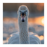 Close Up Portrait Of A Majestic Swan (Print Only) thumbnail