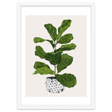 Fiddle Leaf Fig Tree Plant thumbnail