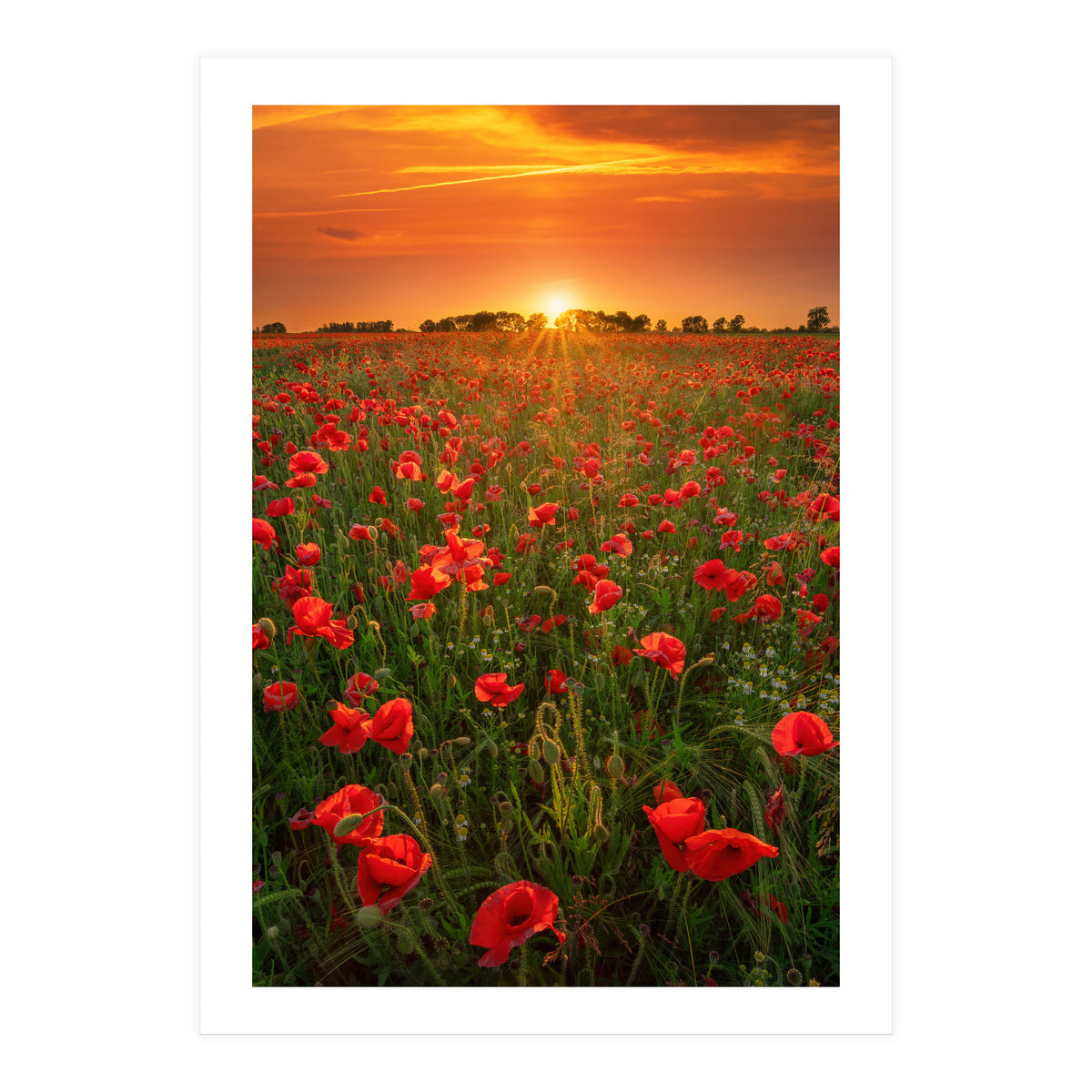 Poppies At Sunset (Print Only)