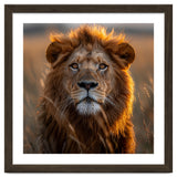 Majestic Lion Face In Golden Hour Sunlight thumbnail