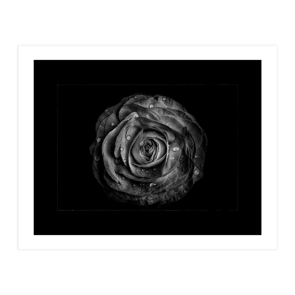 Backyard Flowers In Black And White No 72 with Border (Print Only)