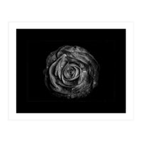 Backyard Flowers In Black And White No 72 with Border (Print Only)