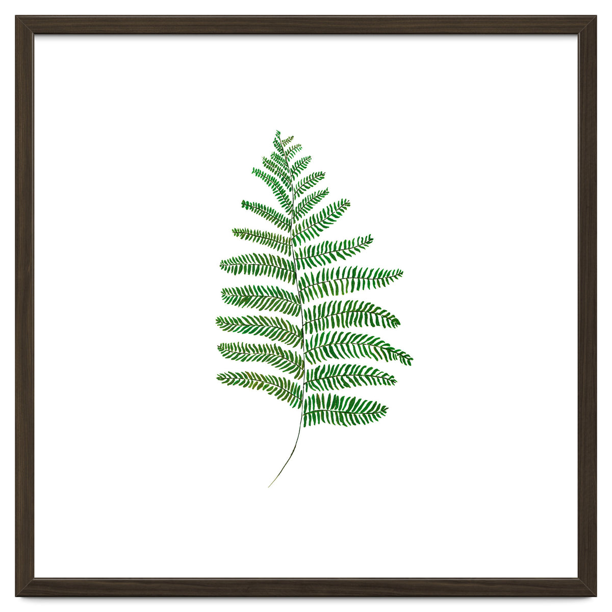 Fern