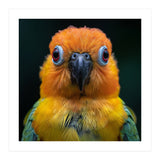 Close Up Sun Conure Parrot Portrait Eyes (Print Only) thumbnail