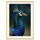 Peacock Portrait Photography thumbnail