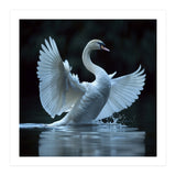 Majestic White Swan Spreading Wings On Water (Print Only) thumbnail