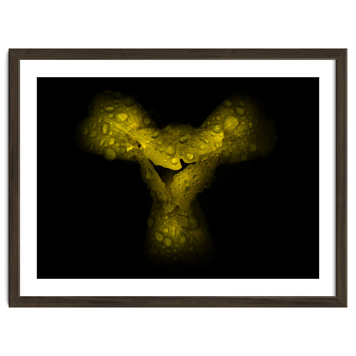 Backyard Flowers No 70 Color Version