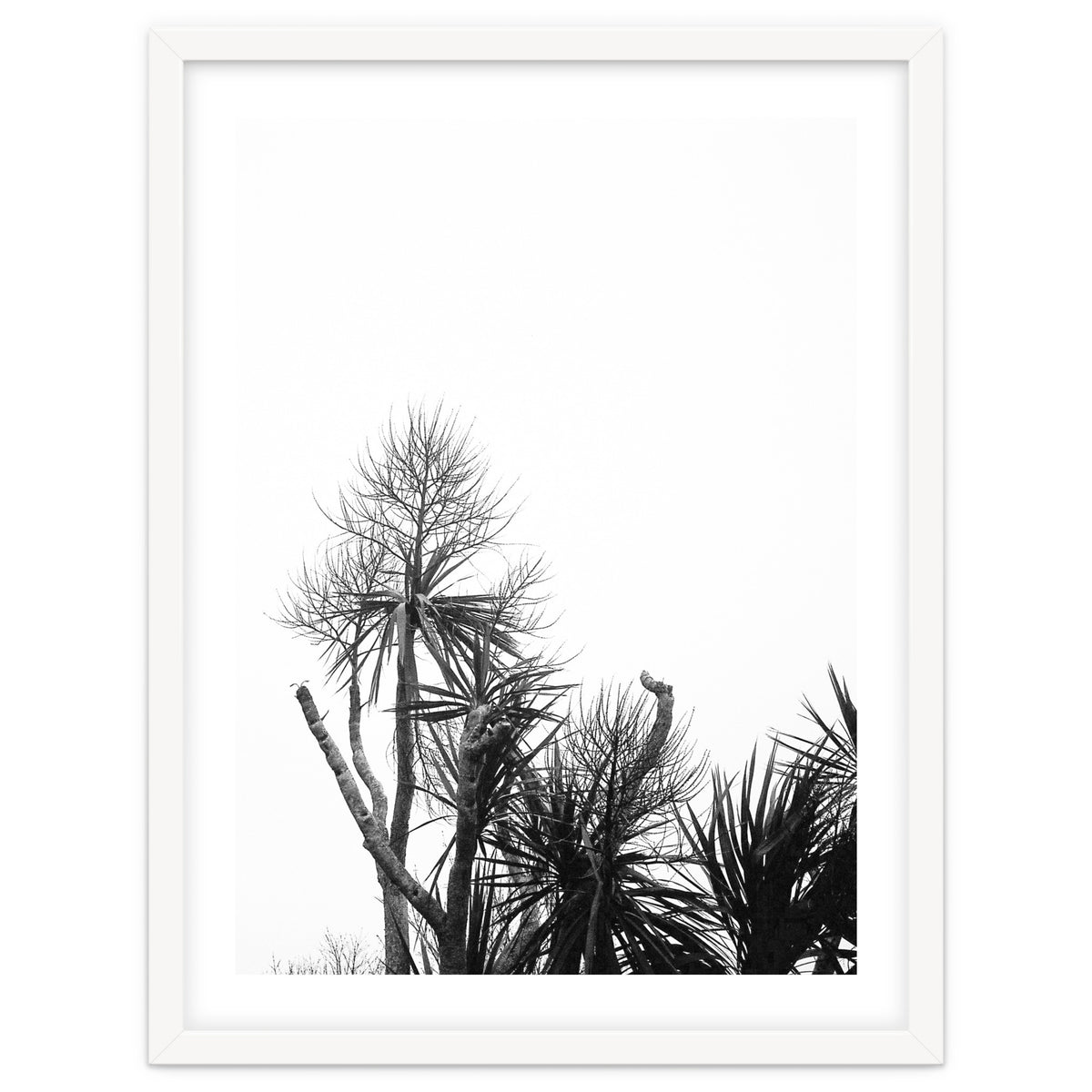 Miminalist Palm